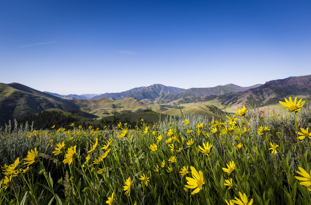 Sun Valley, Idaho wildflowers.