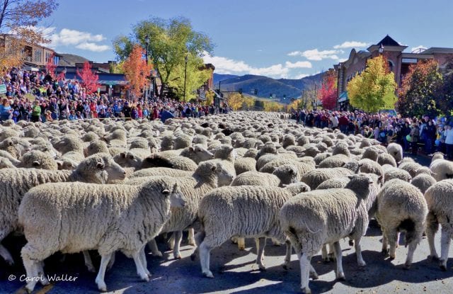 27th Annual Trailing of the Sheep Festival @ Various Locations