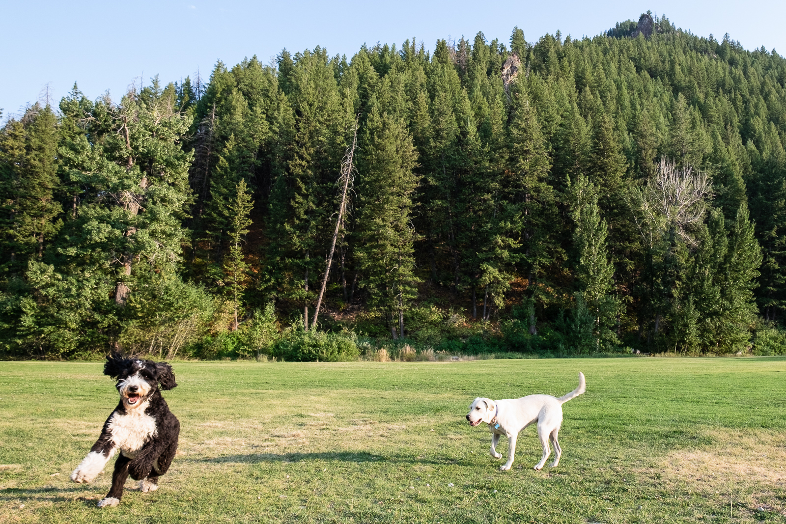 DogFriendly Guide to Sun Valley & Ketchum Visit Sun Valley