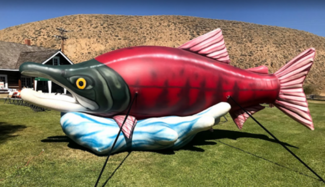 Sawtooth Salmon Festival @ Stanley Museum | Stanley | Idaho | United States