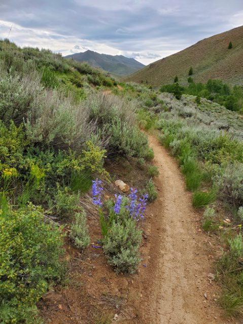 Wildflower Hike at Greenhorn Gulch @ Hailey Park and Ride lot | Hailey | Idaho | United States