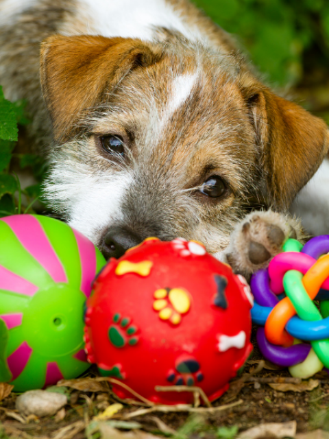 Top Dog Toy Swap @ Hailey Public Library/Town Center West | Hailey | Idaho | United States