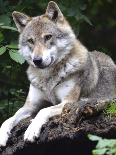 Lunch & Learn:  Wolves - Conflict and Collaboration @ Hailey Public Library/Town Center West | Hailey | Idaho | United States
