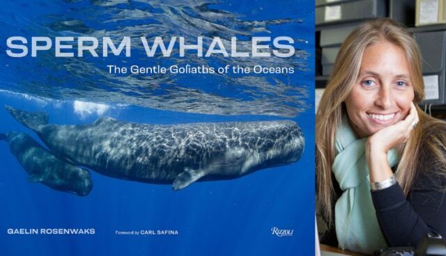 "Sperm Whales: The Gentle Goliaths of the Ocean" with Gaelin Rosenwaks @ The Community Library