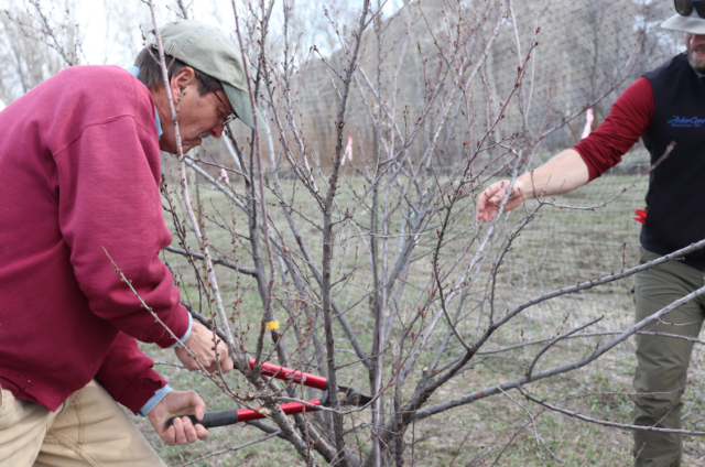 Fruit Tree Pruning @ Wood River Land Trust Community Orchard