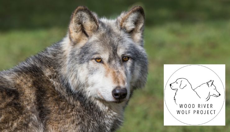 Coexistence: Stories from Wolf Country