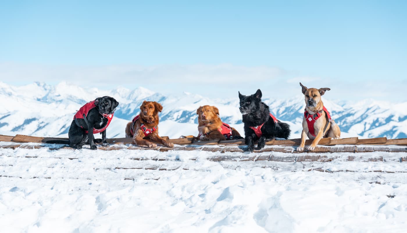 svr_avy_dogs_svski-patrol_02-18-25_17