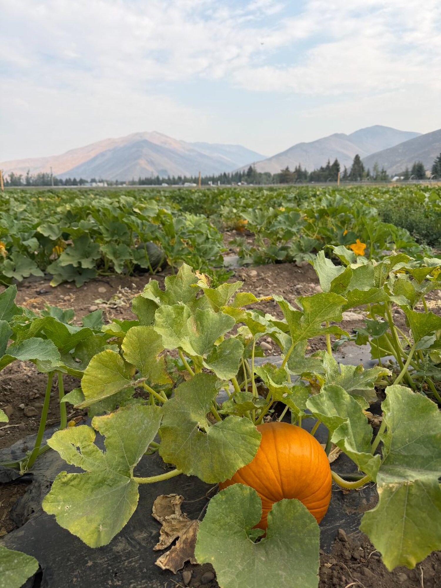 The Hunger Coalition Pumpkin Patch at Lookout Farm