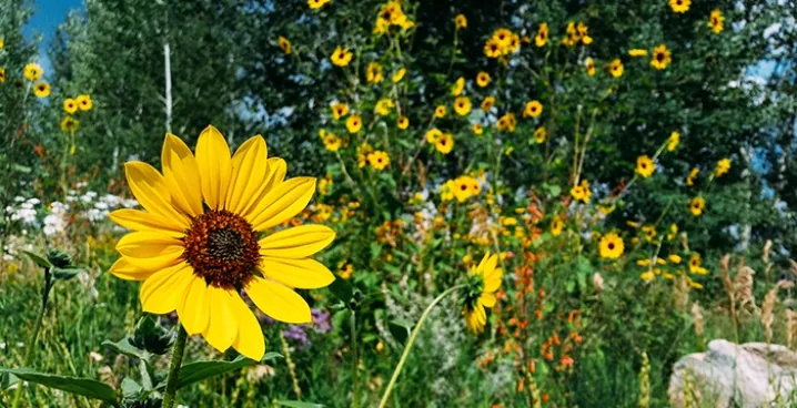 Spring wildflowers in Sun Valley, Idaho